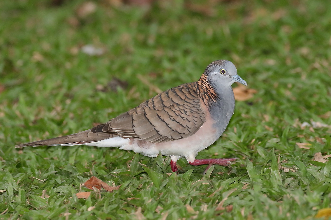 Bar-shouldered Dove (Image ID 26386)