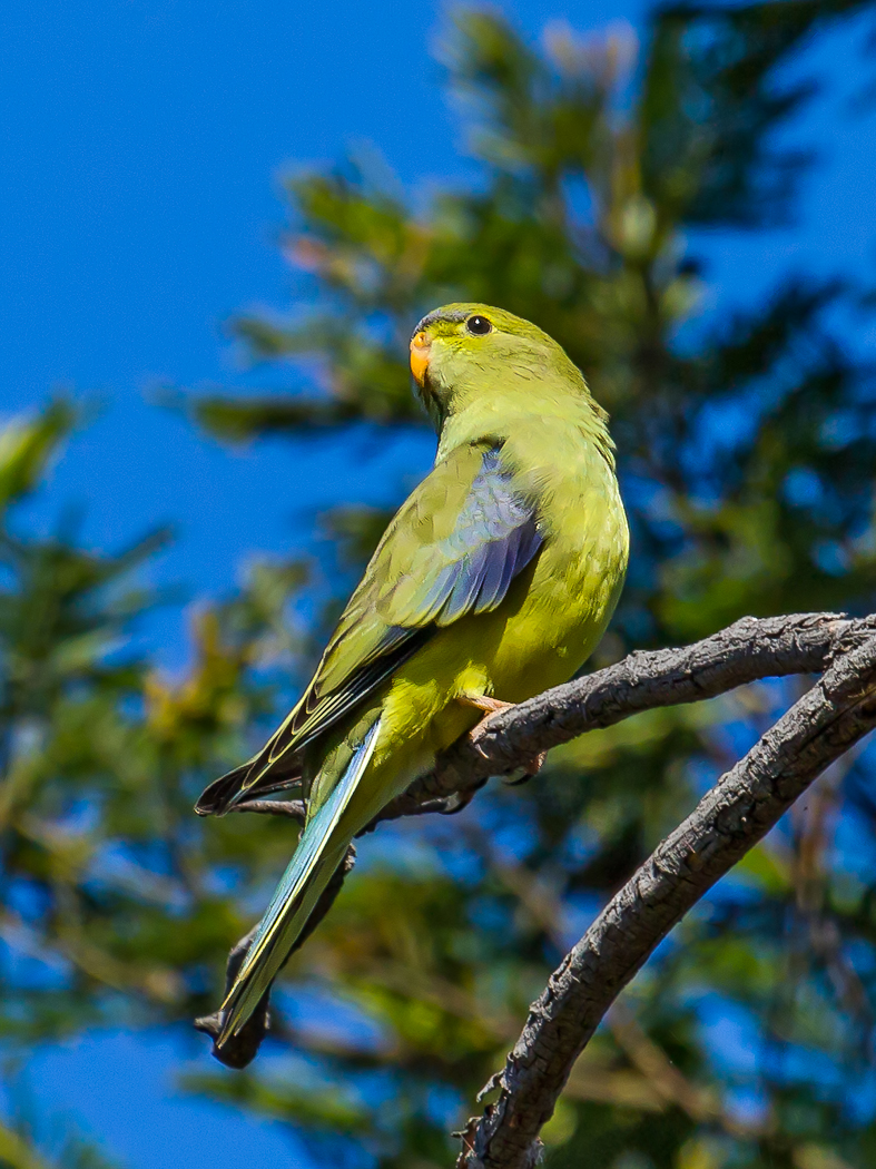 Blue-winged Parrot (Image ID 26200)