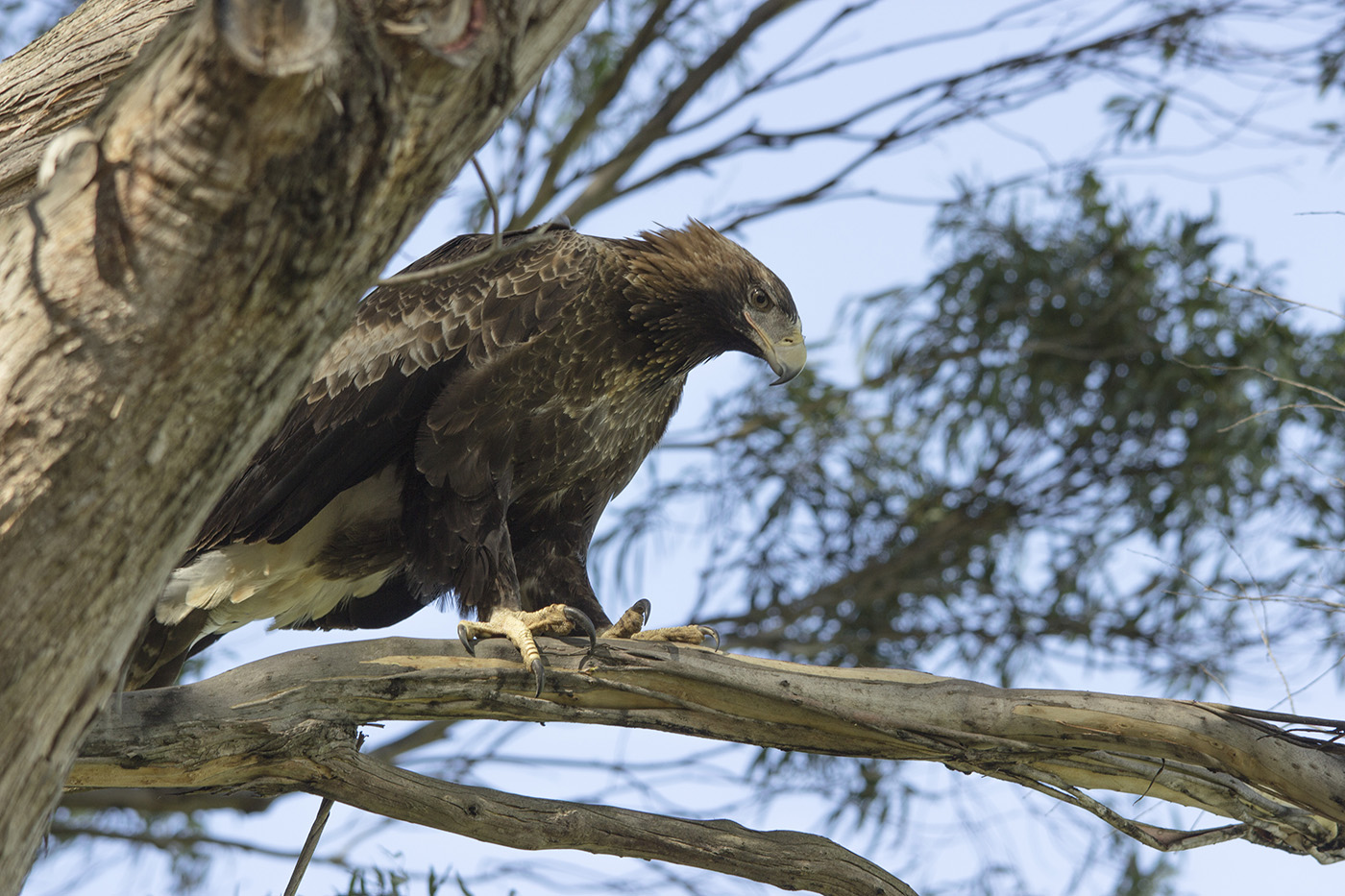 Wedge-tailed Eagle (Image ID 26242)