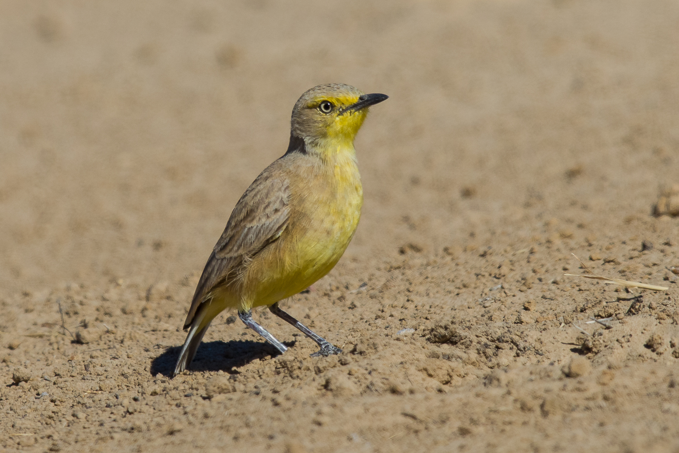 Gibberbird (Image ID 26354)