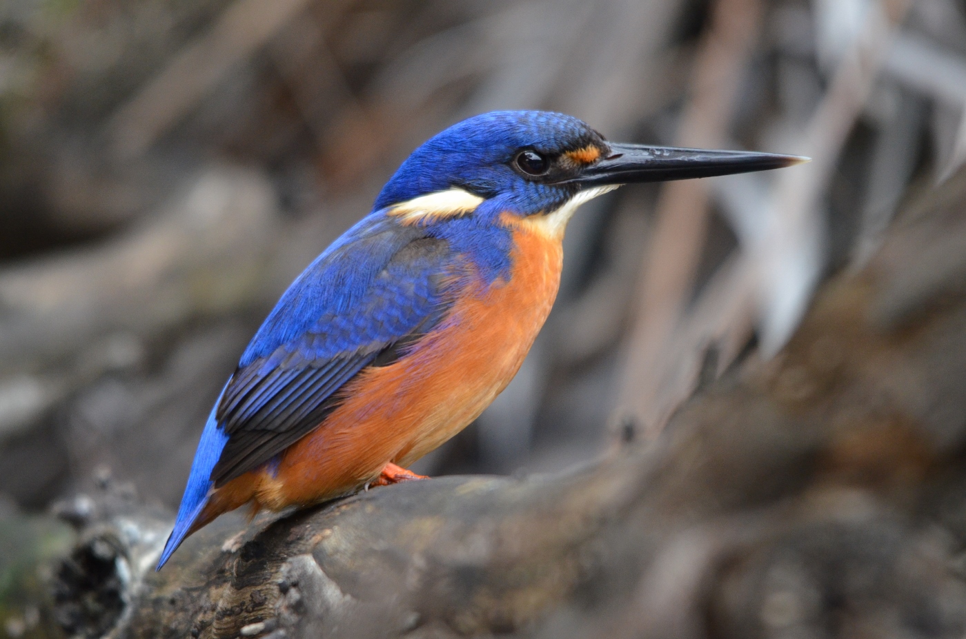 Azure Kingfisher (Image ID 26161)