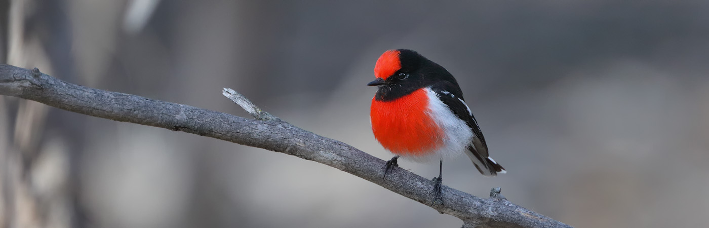 Red-capped Robin (Image ID 25918)