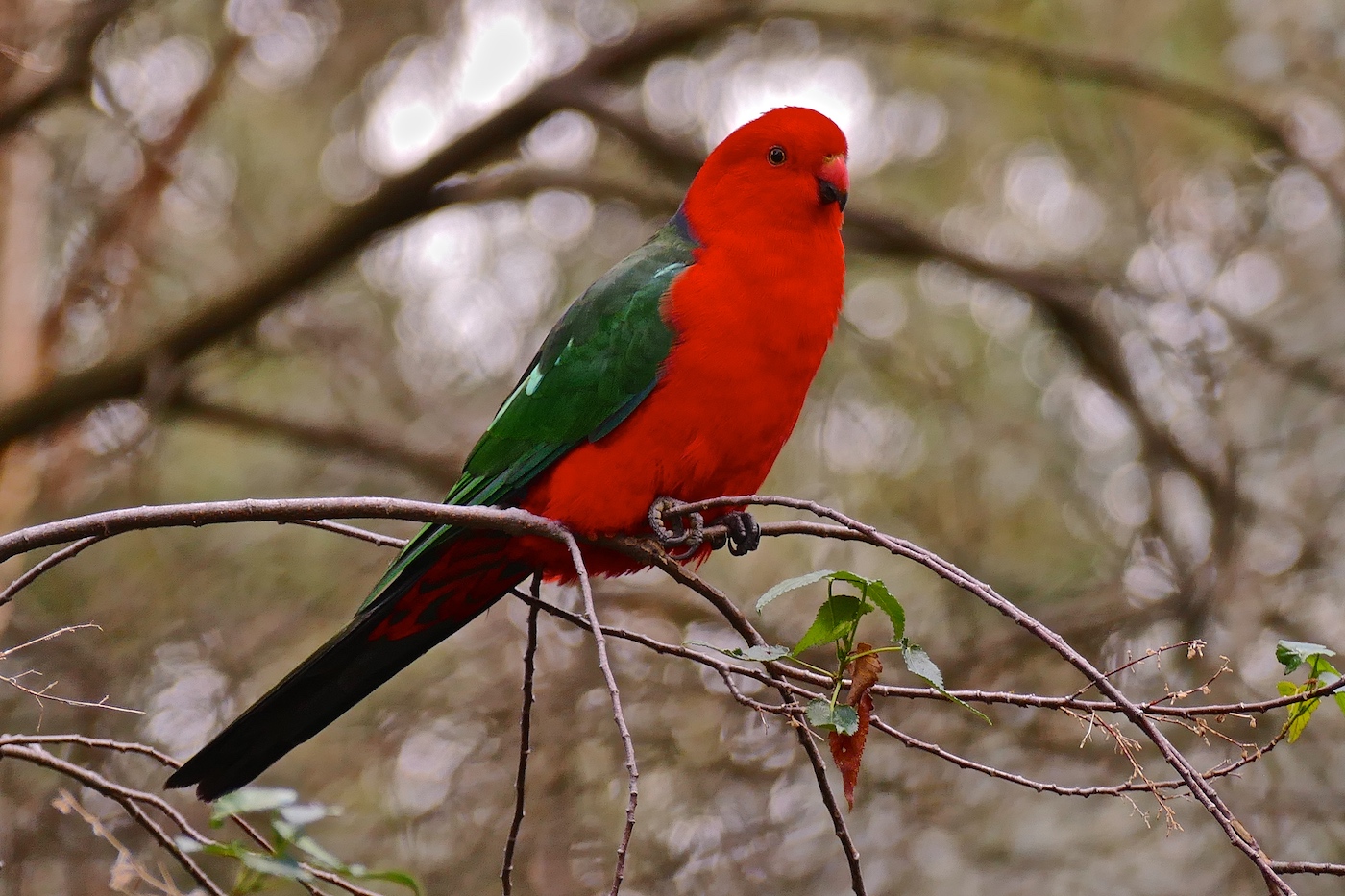 Australian King-Parrot (Image ID 26375)