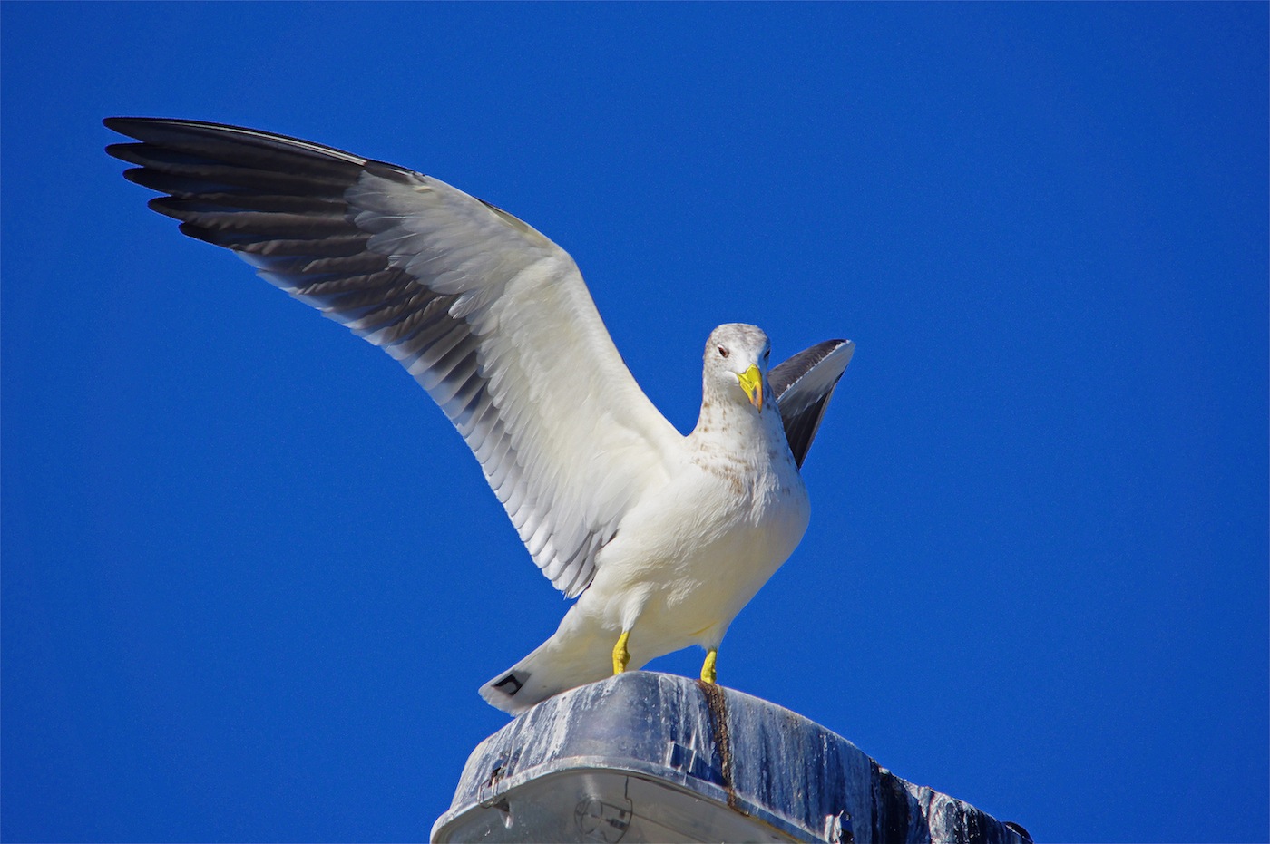 Pacific Gull (Image ID 26257)