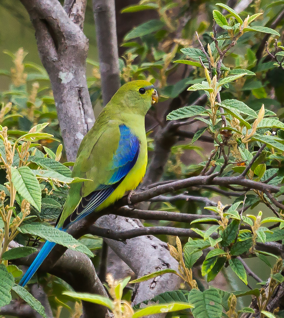 Blue-winged Parrot (Image ID 26256)