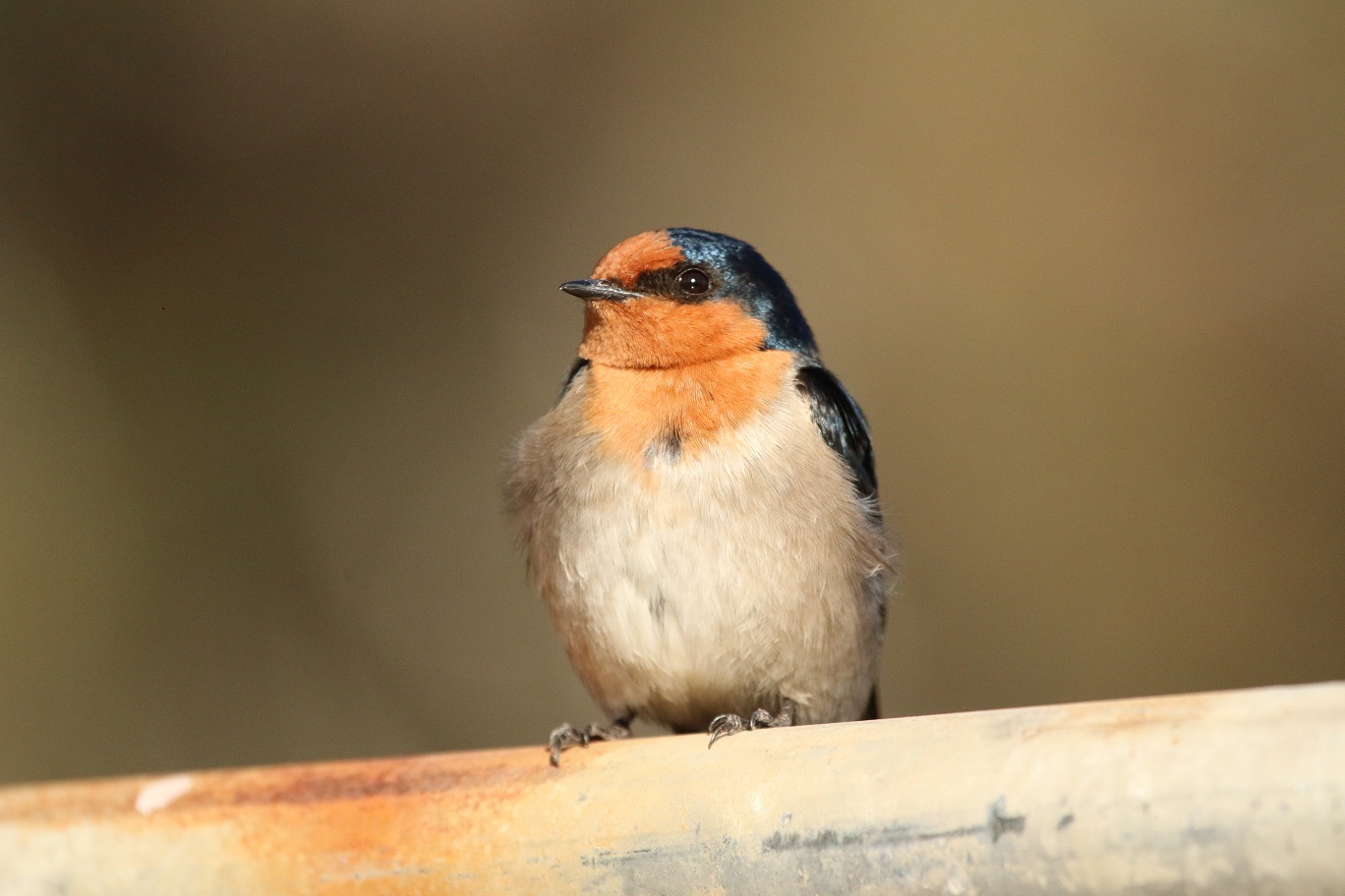 Welcome Swallow (Image ID 26210)