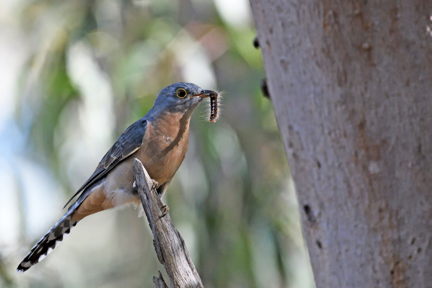 Fan-tailed Cuckoo (Image ID 25932)