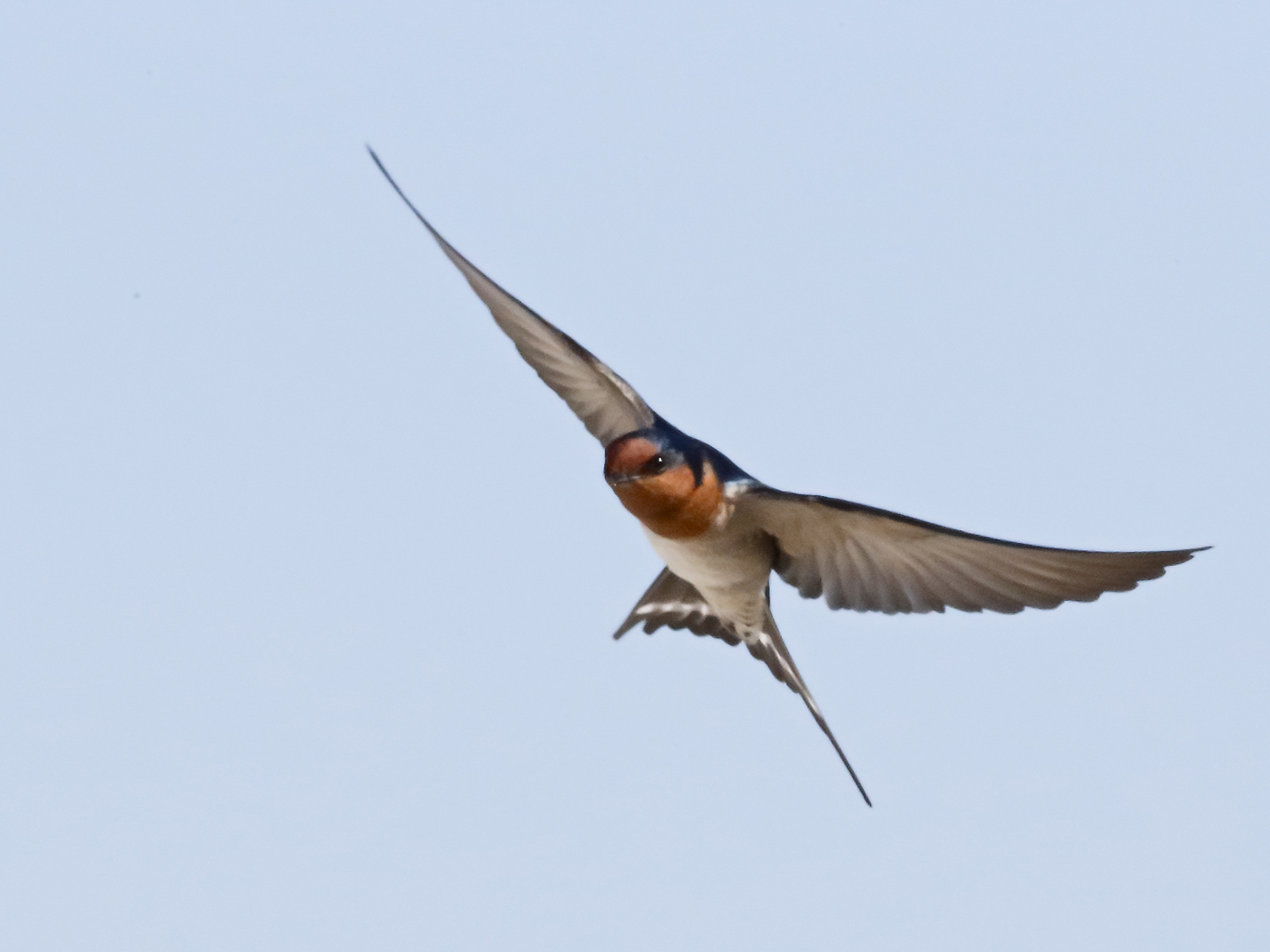 Welcome Swallow (Image ID 26007)