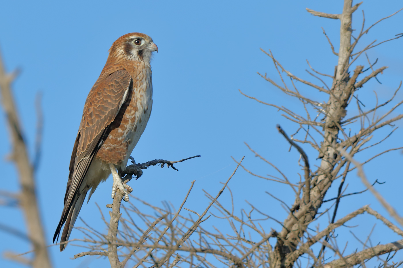 Brown Falcon (Image ID 26118)