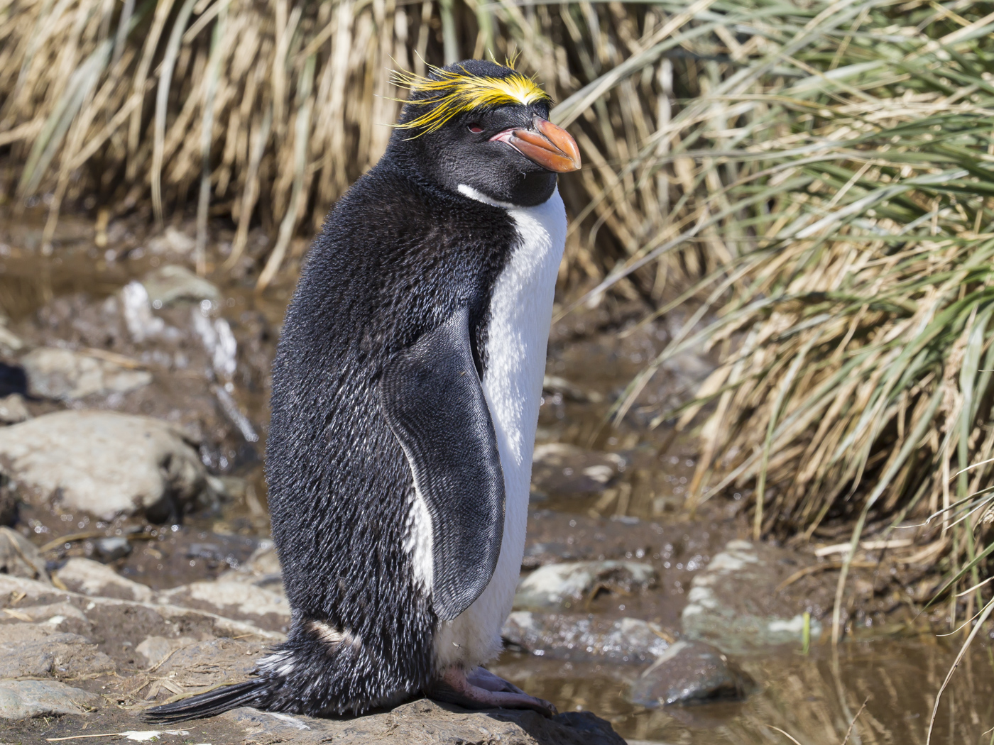 Macaroni Penguin (Image ID 25897)