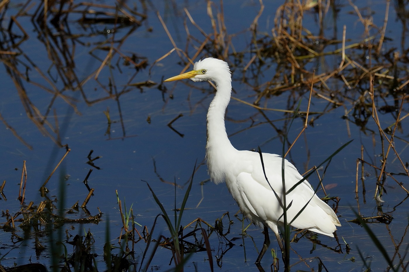 Plumed Egret (Image ID 26643)