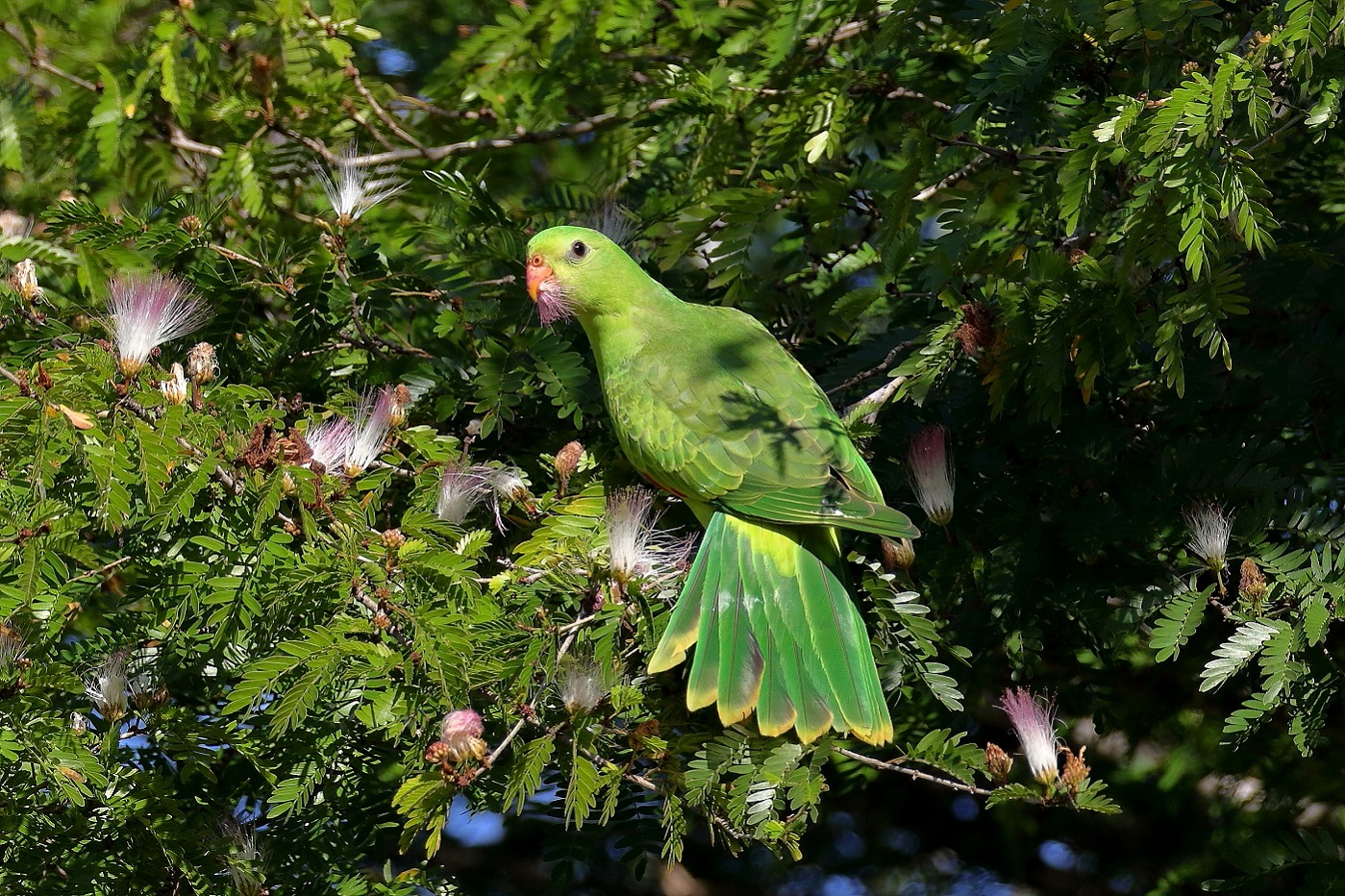 Red-winged Parrot (Image ID 26713)