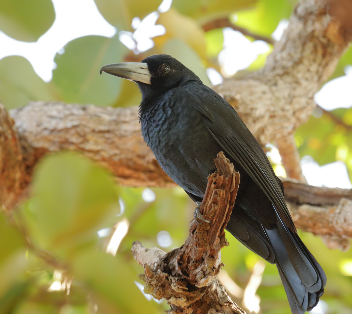Black Butcherbird (Image ID 26718)
