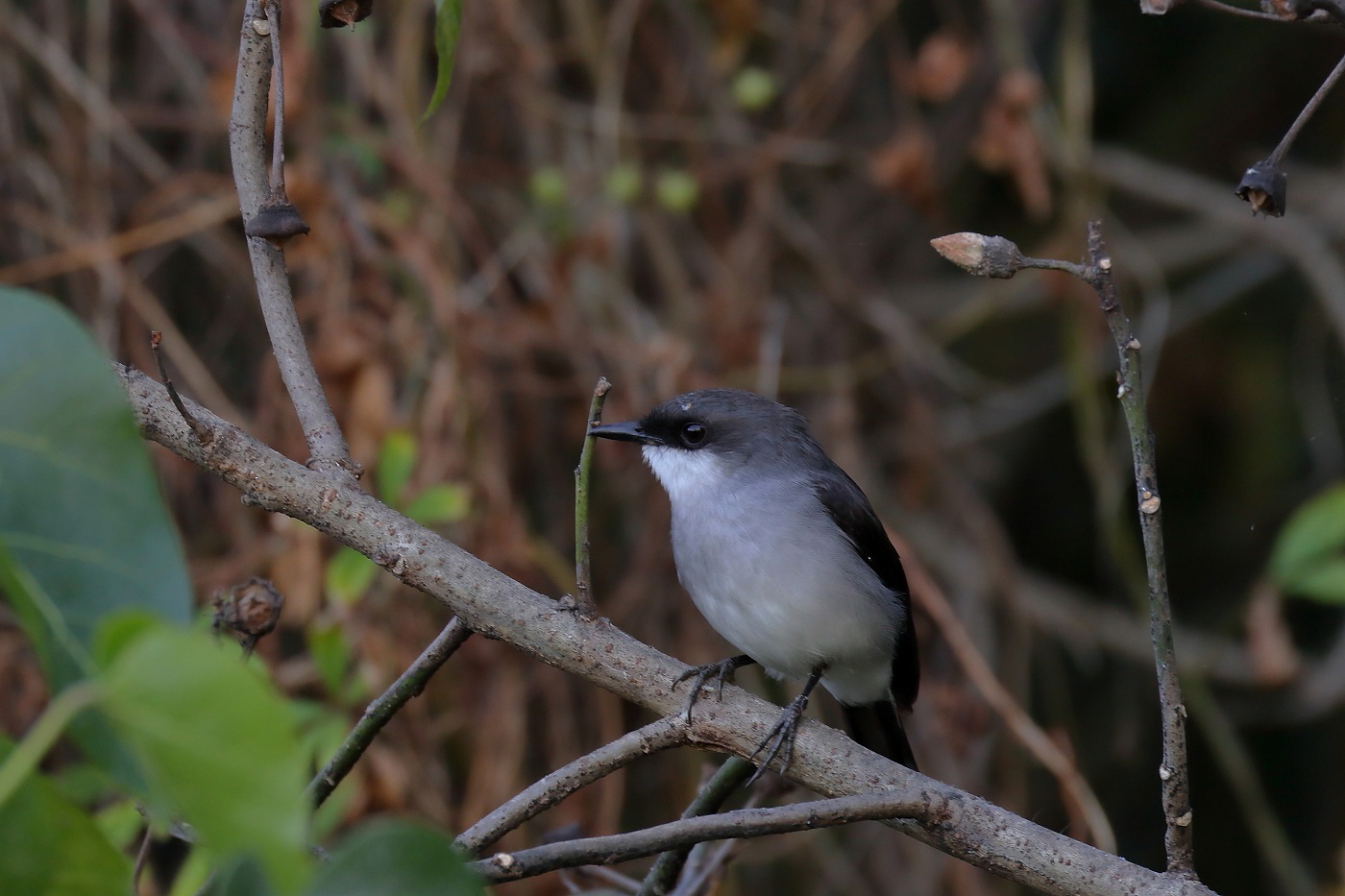 Mangrove Robin (Image ID 26483)