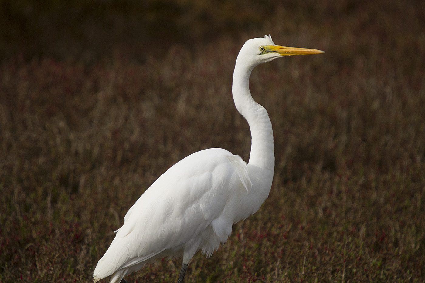 Great Egret (Image ID 26733)