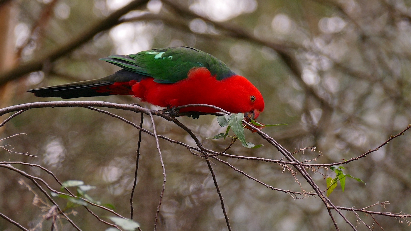Australian King-Parrot (Image ID 26633)