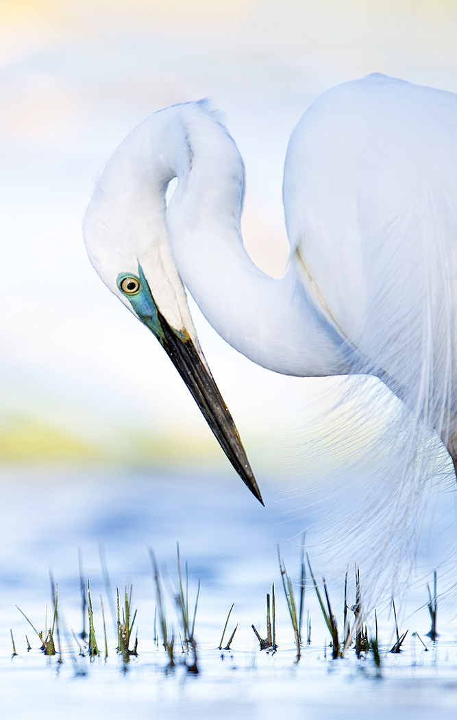Great Egret (Image ID 26565)