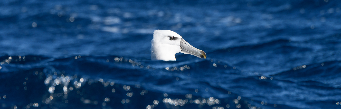 Shy Albatross (Image ID 26671)