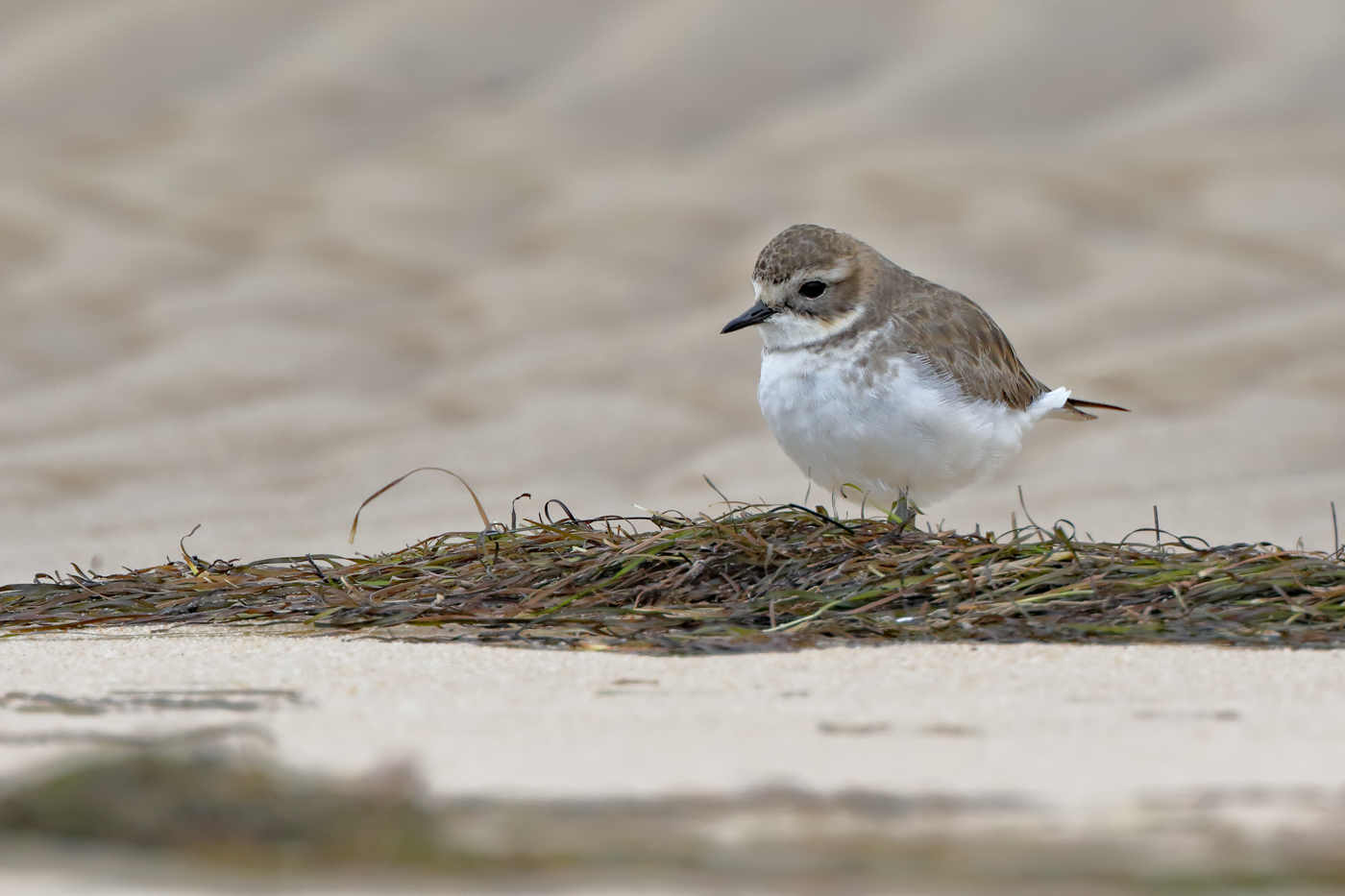 Double-banded Plover (Image ID 26447)