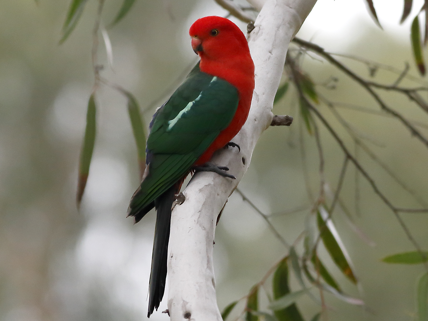 Australian King-Parrot (Image ID 26568)