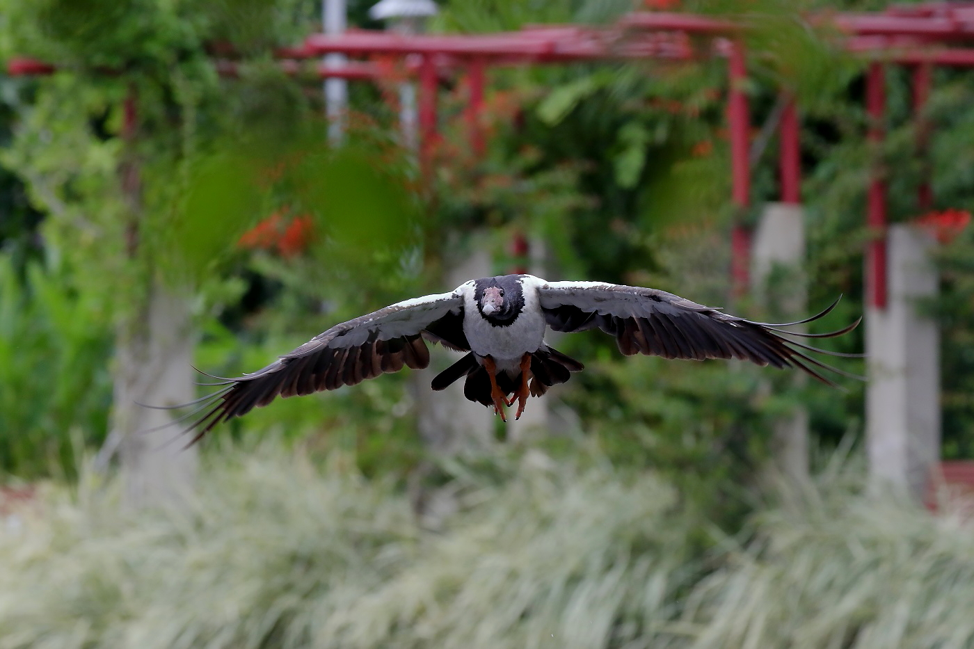 Magpie Goose (Image ID 26611)