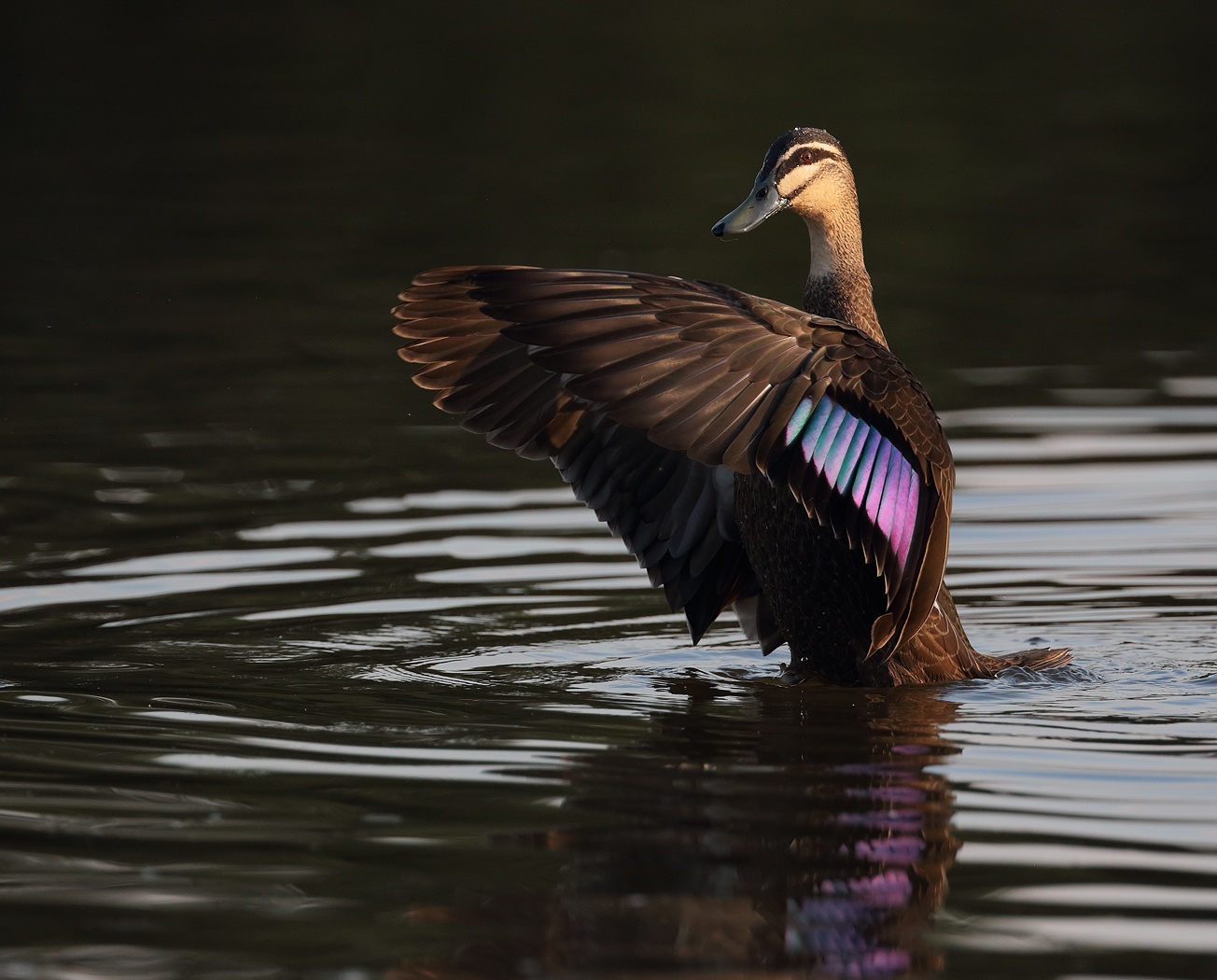 Pacific Black Duck (Image ID 26845)