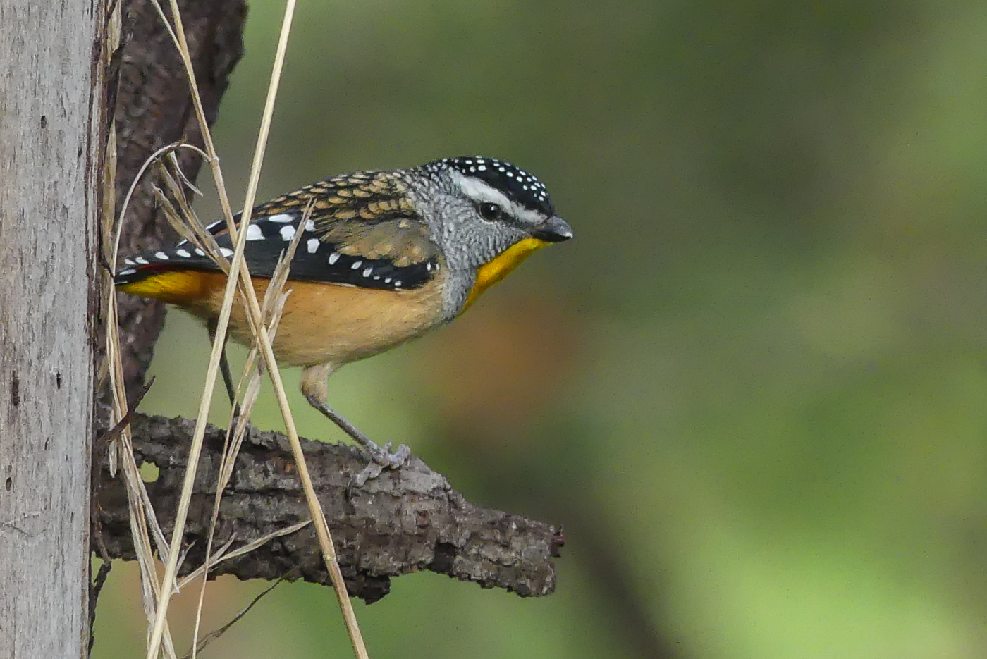 Spotted Pardalote (Image ID 26598)
