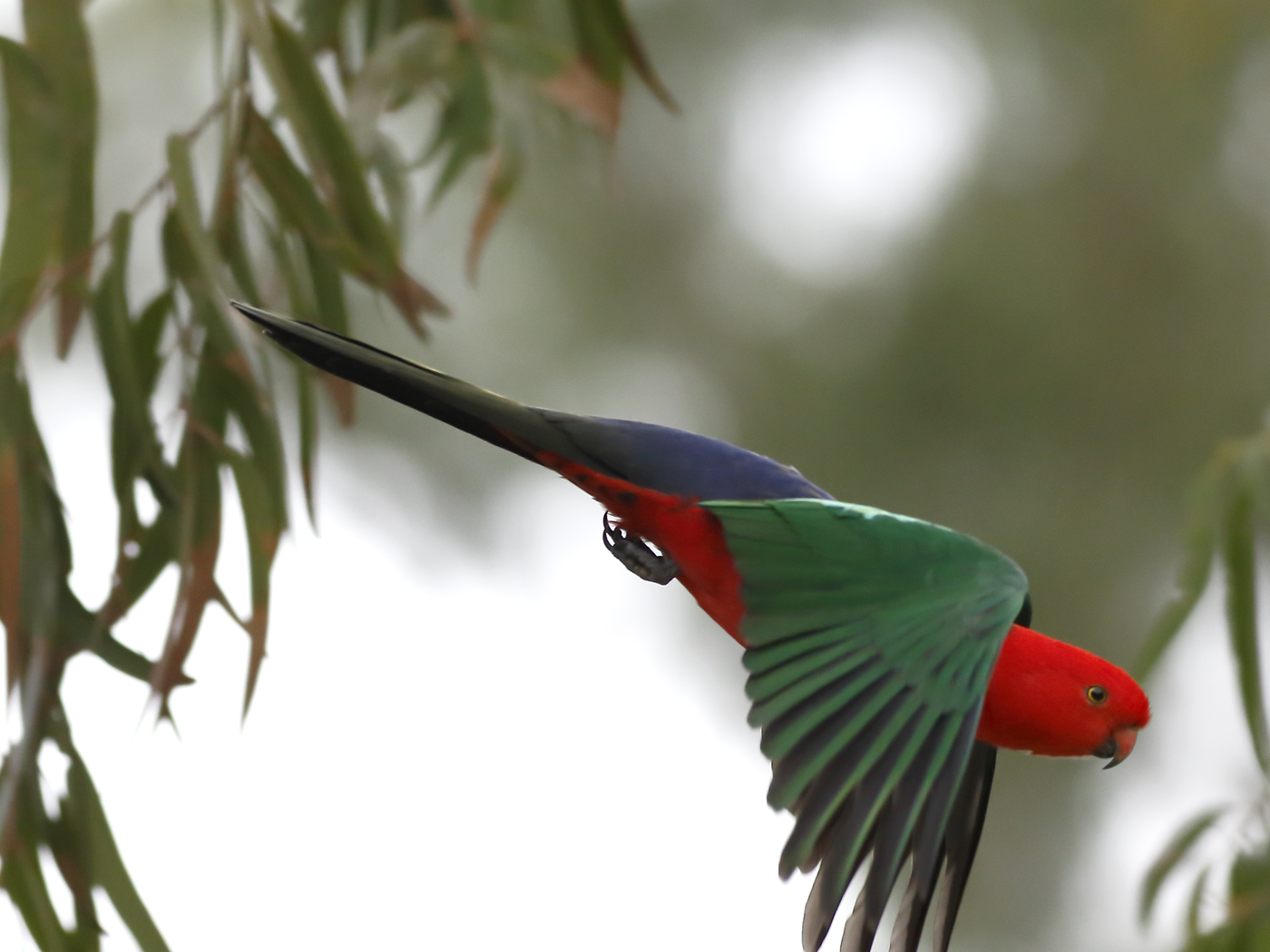 Australian King-Parrot (Image ID 26570)