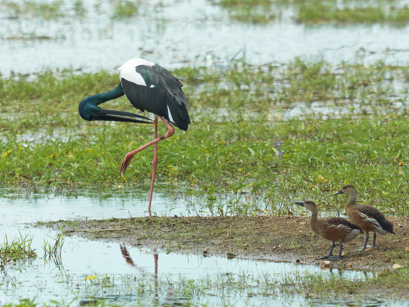 Wandering Whistling-Duck,Black-necked Stork (Image ID 26859)