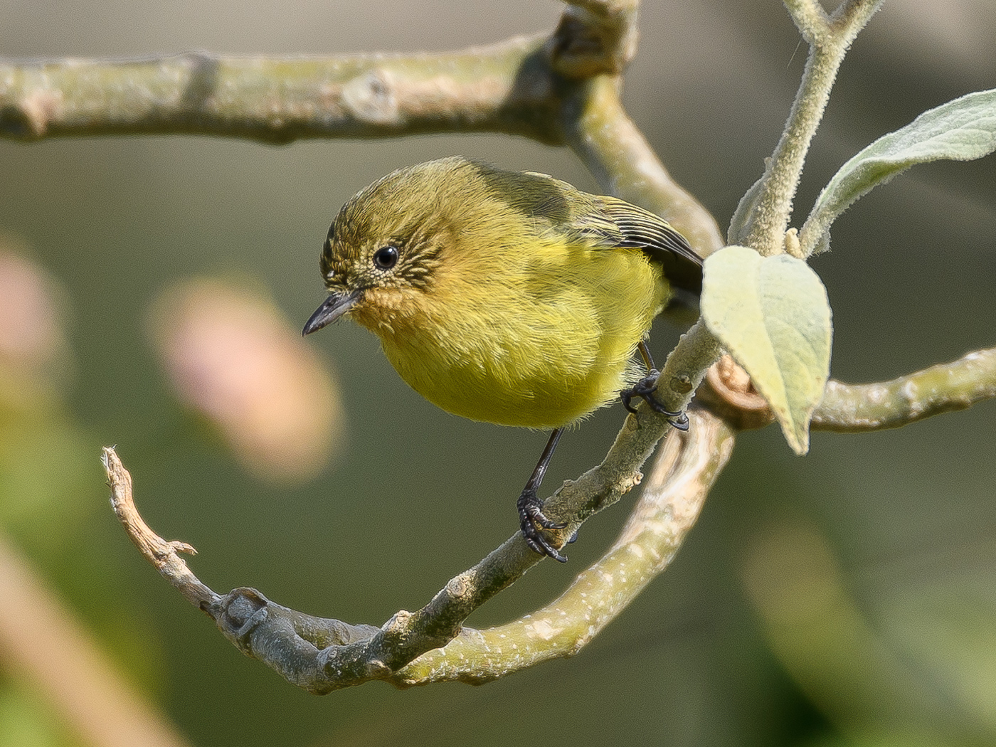 Yellow Thornbill (Image ID 27131)