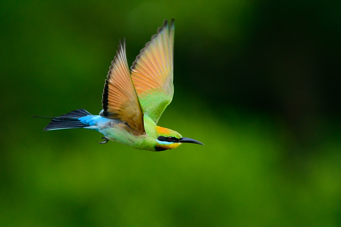 Rainbow Bee-eater (Image ID 26929)
