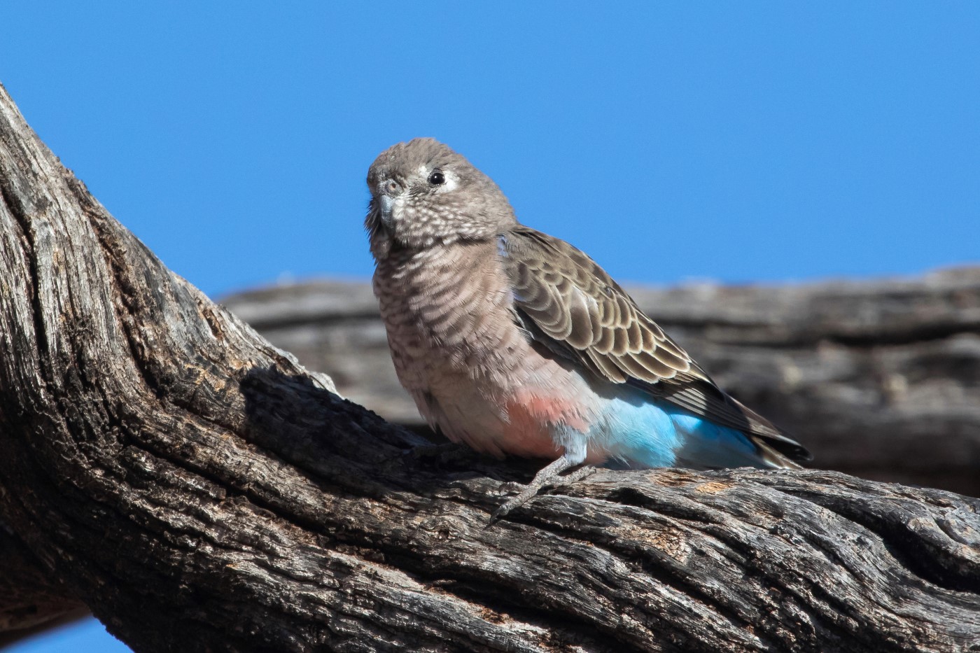 Bourke's Parrot (Image ID 26938)