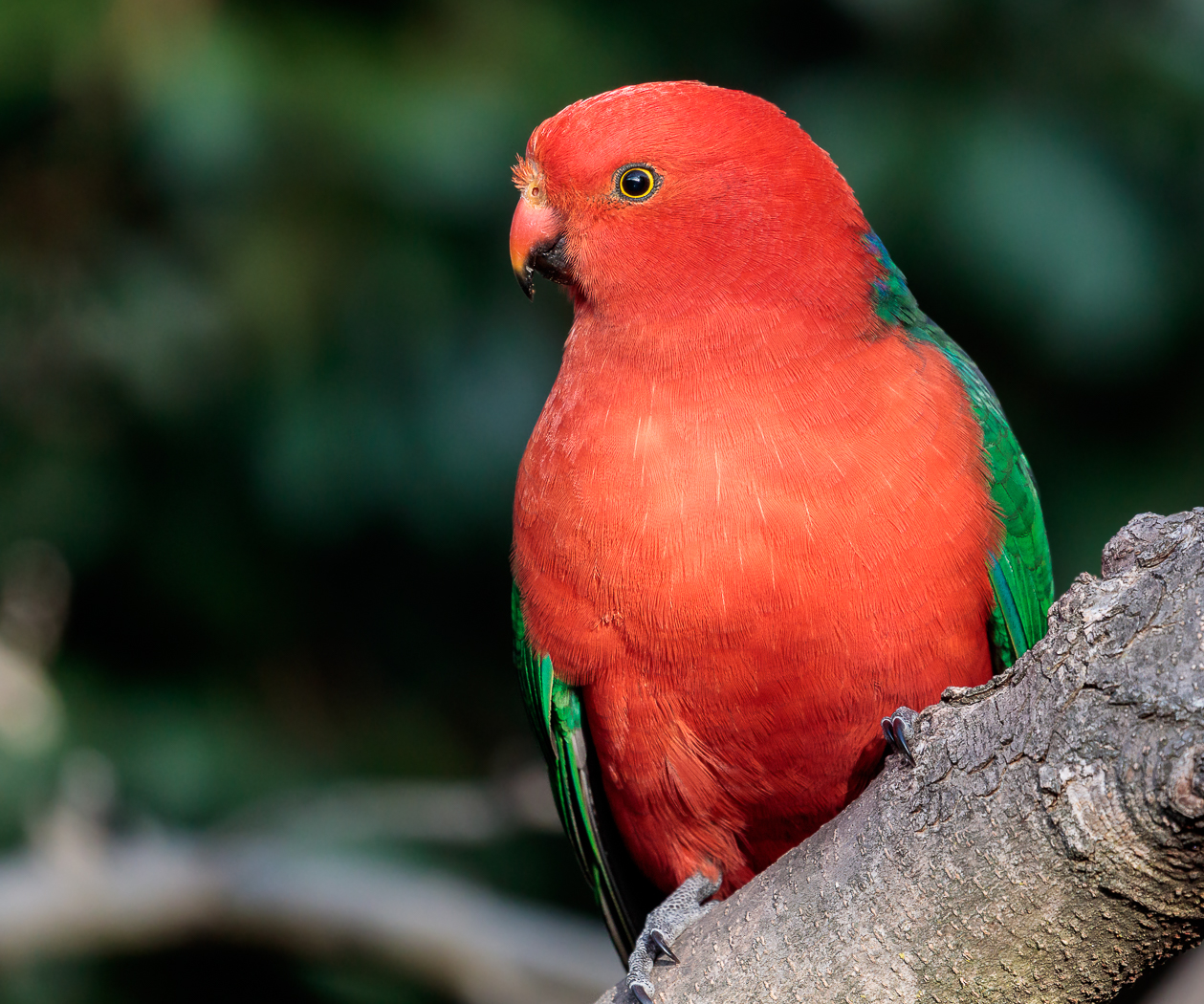 Australian King-Parrot (Image ID 27079)