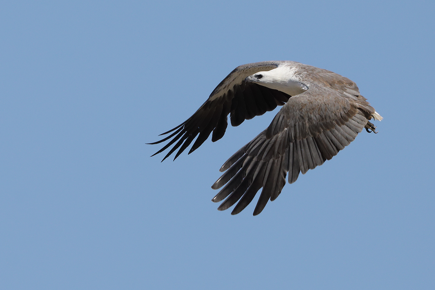 White-bellied Sea-Eagle (Image ID 26989)