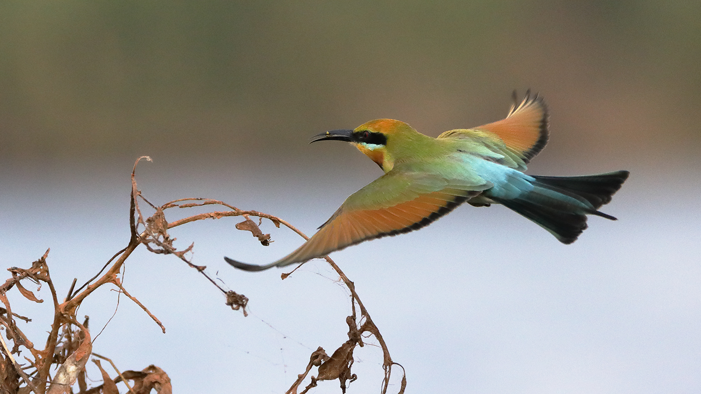 Rainbow Bee-eater (Image ID 26896)