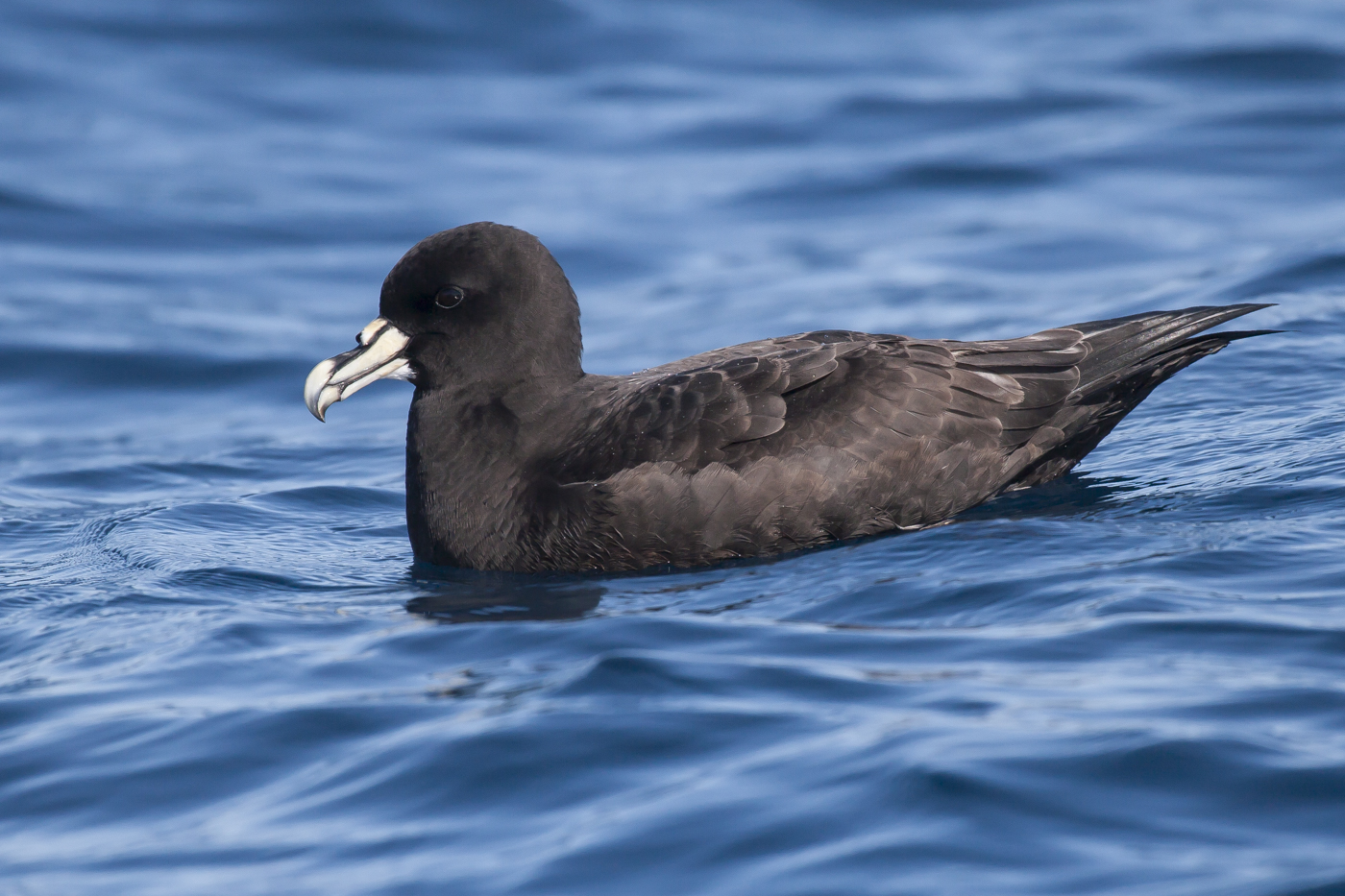 White-chinned Petrel (Image ID 26998)