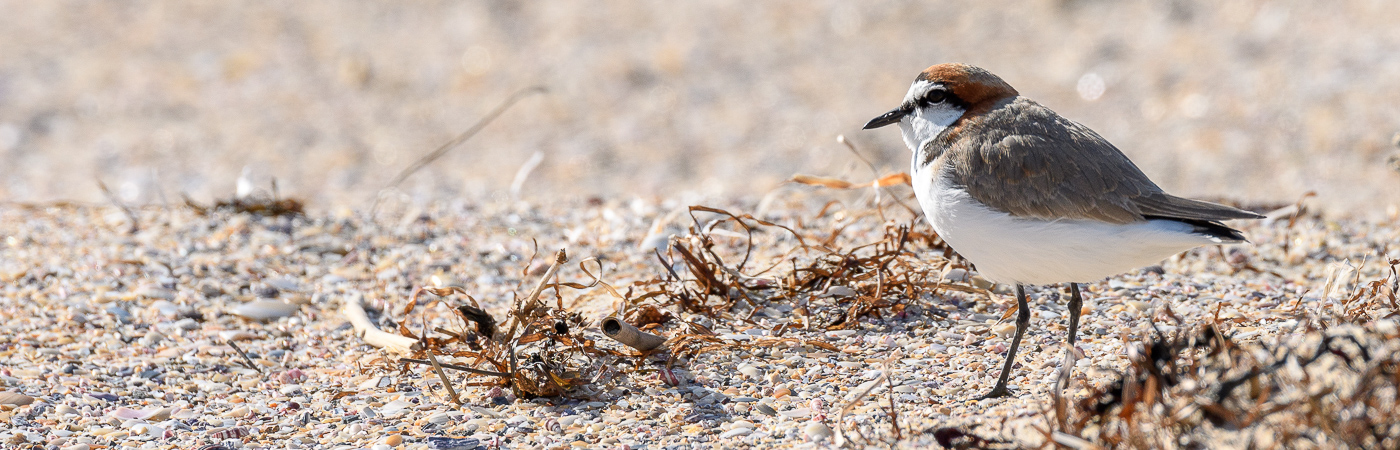 Red-capped Plover (Image ID 27023)