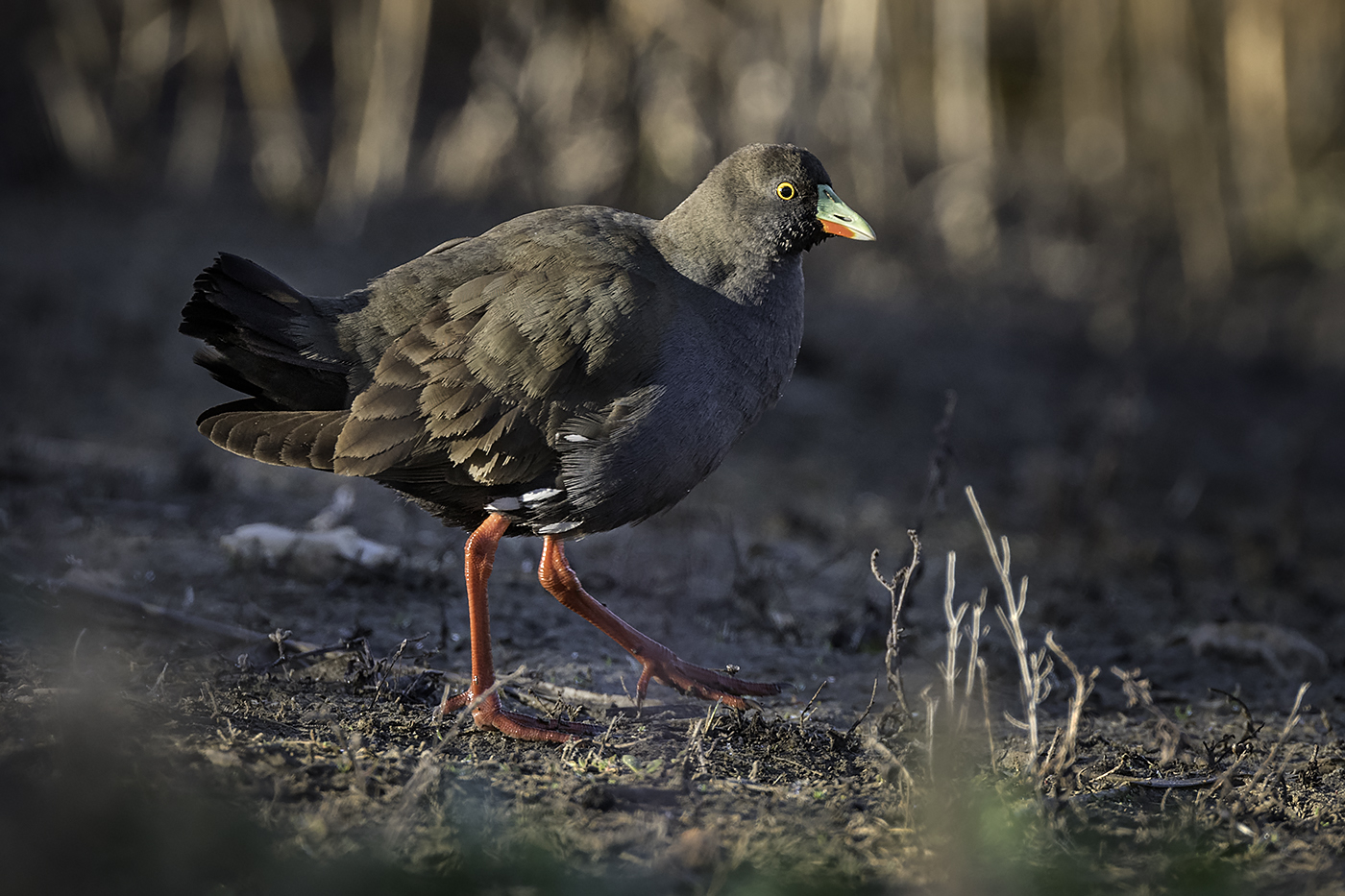 Black-tailed Native-hen (Image ID 27030)