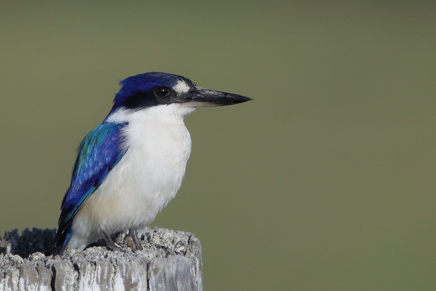 Forest Kingfisher (Image ID 26976)