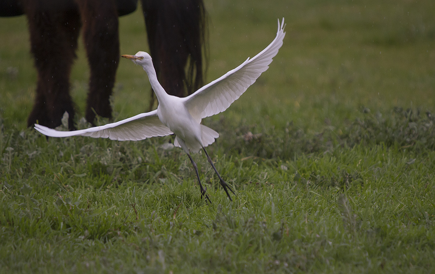 Cattle Egret (Image ID 26979)