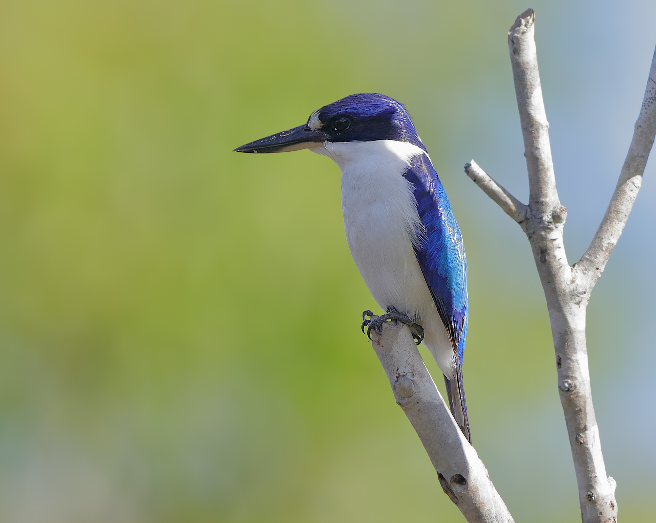 Forest Kingfisher (Image ID 27125)