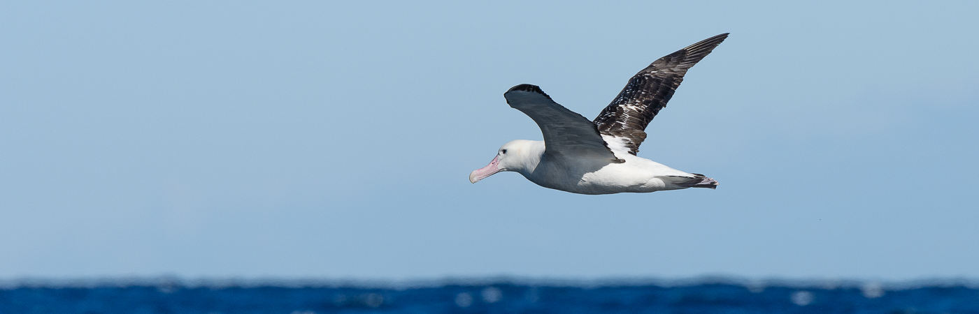 Wandering Albatross (Image ID 26945)