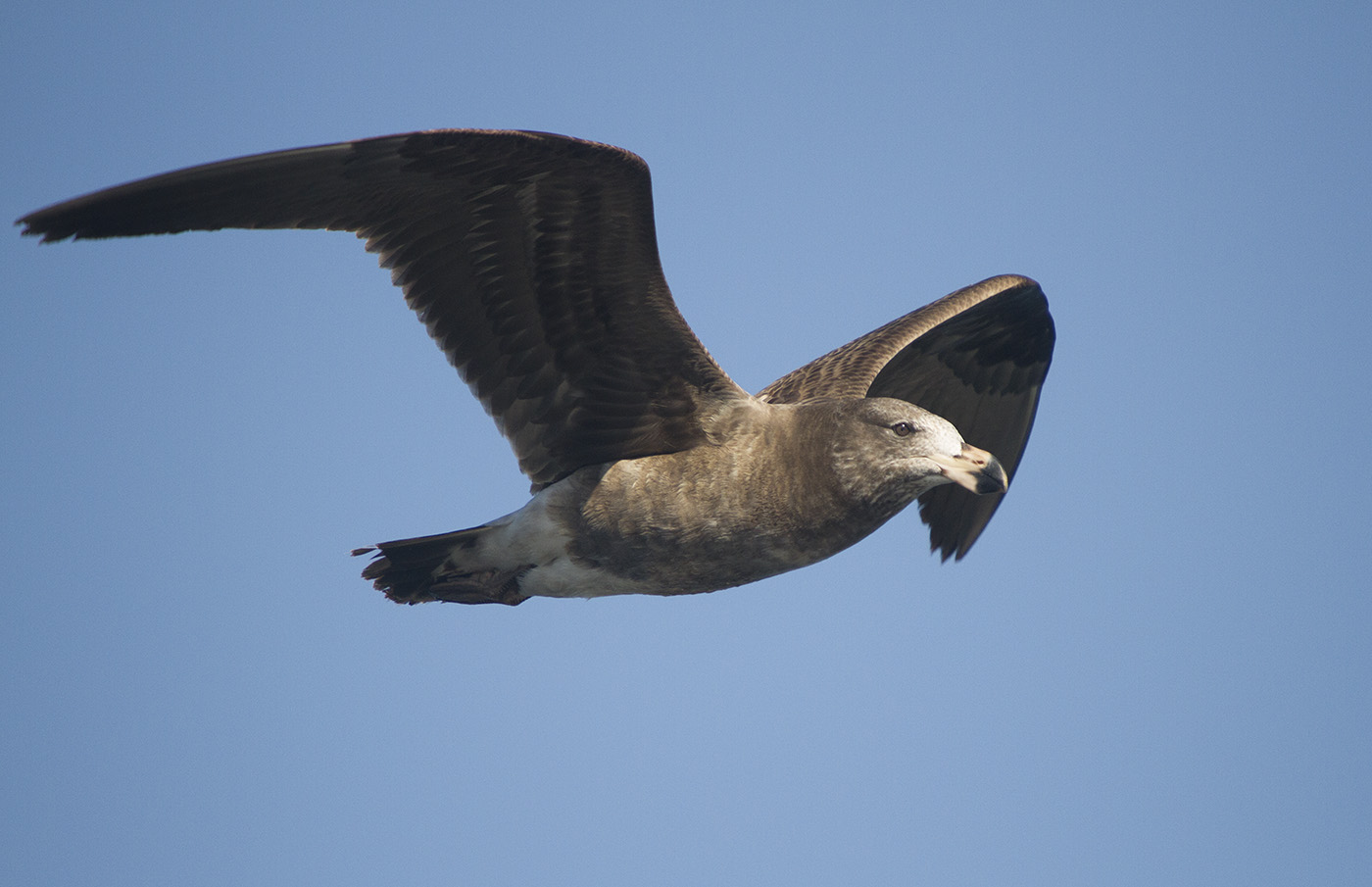 Pacific Gull (Image ID 27026)