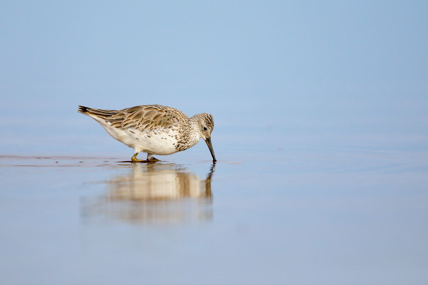 Great Knot (Image ID 26905)