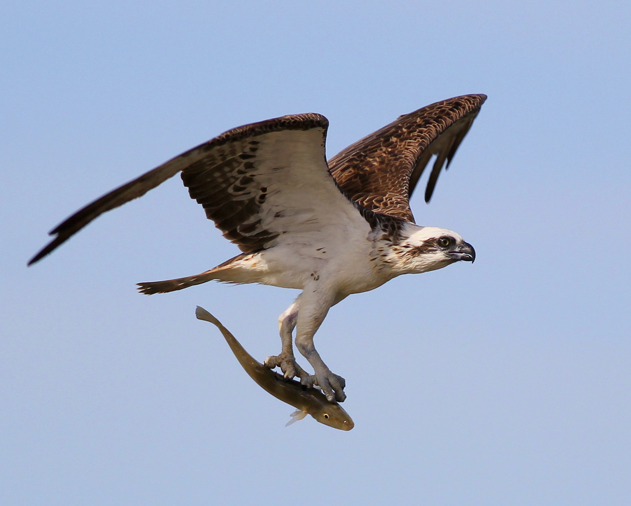 Osprey (Image ID 27134)