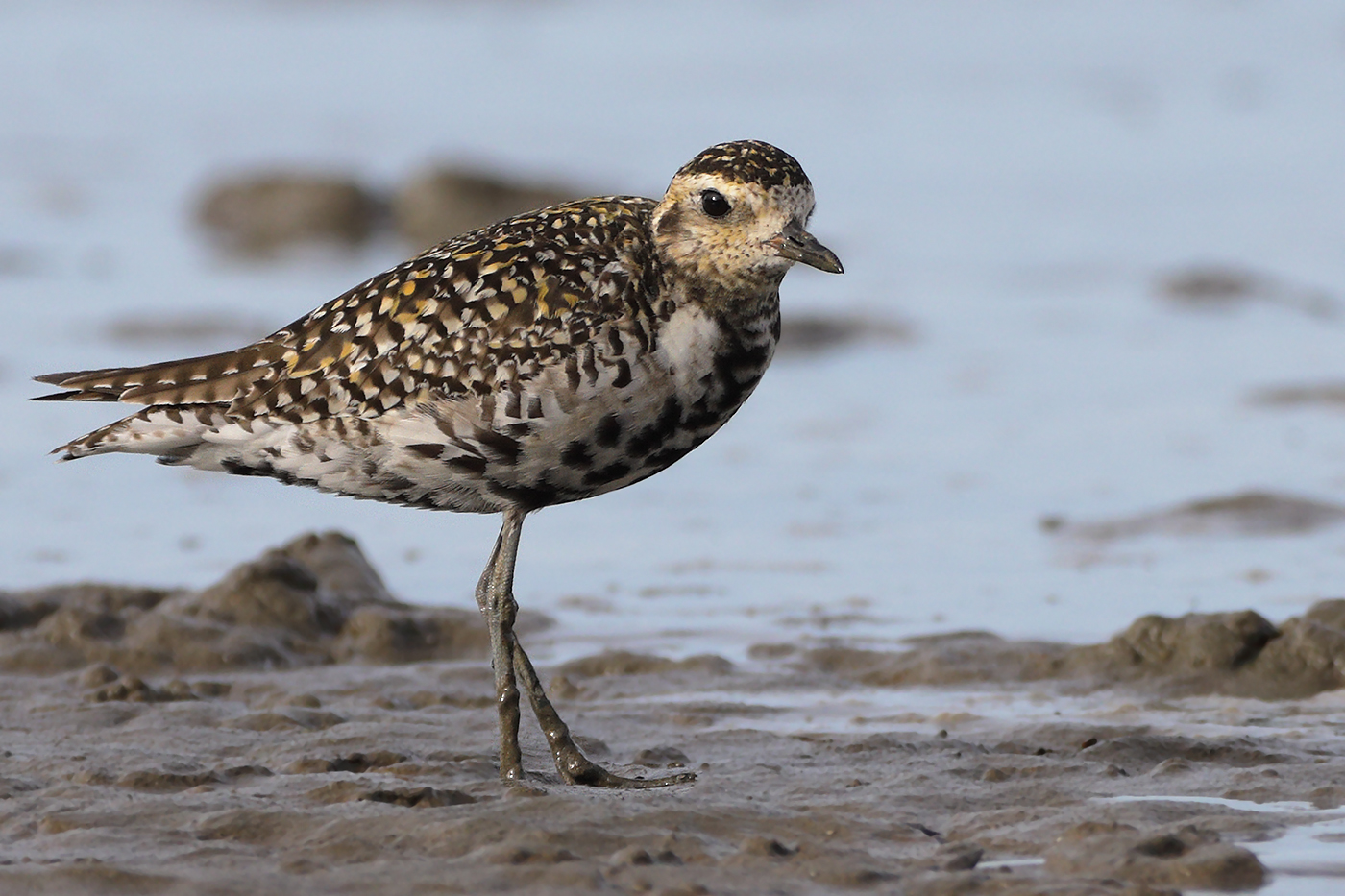Pacific Golden Plover (Image ID 27540)