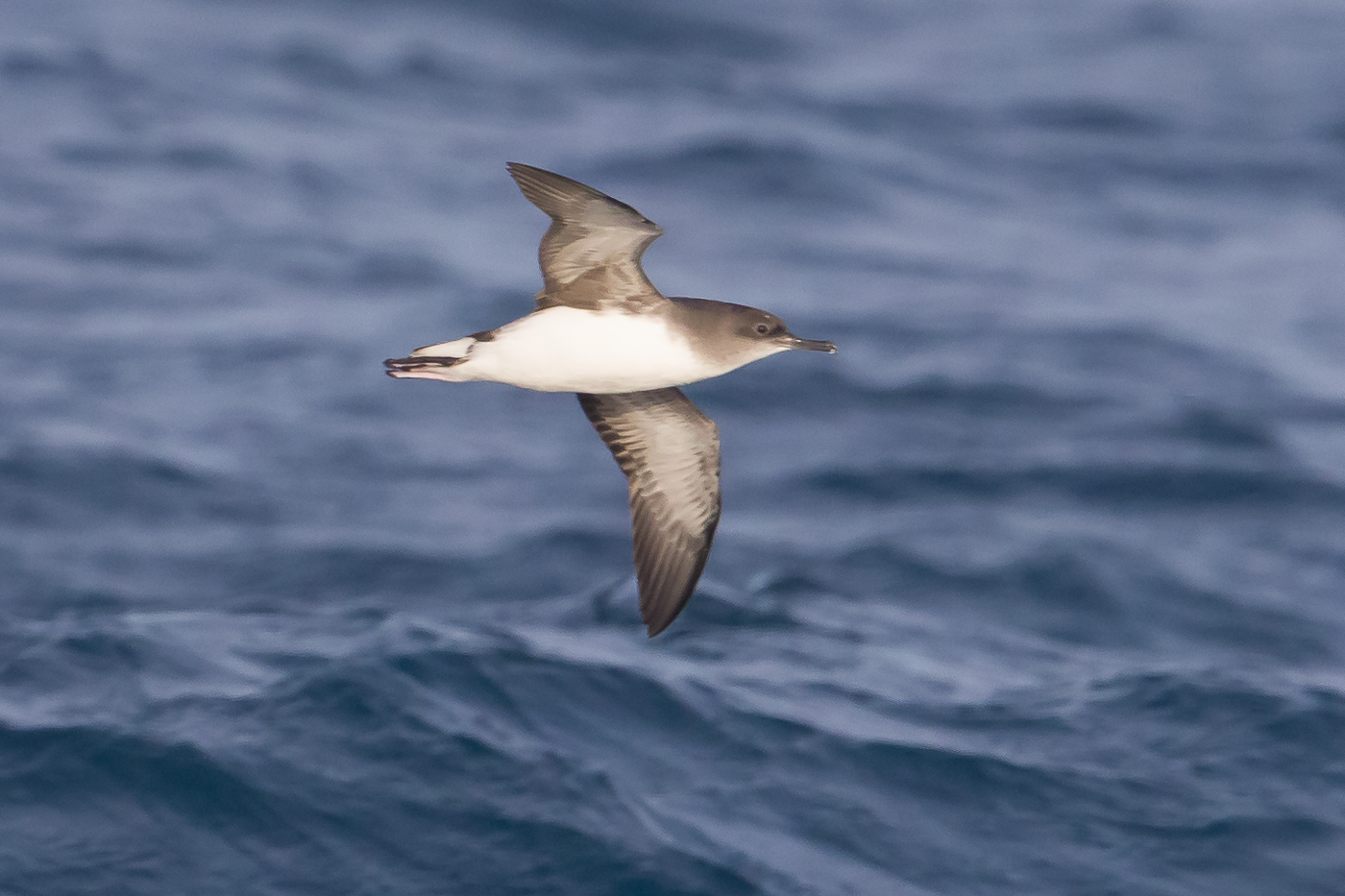 Hutton's Shearwater (Image ID 27178)