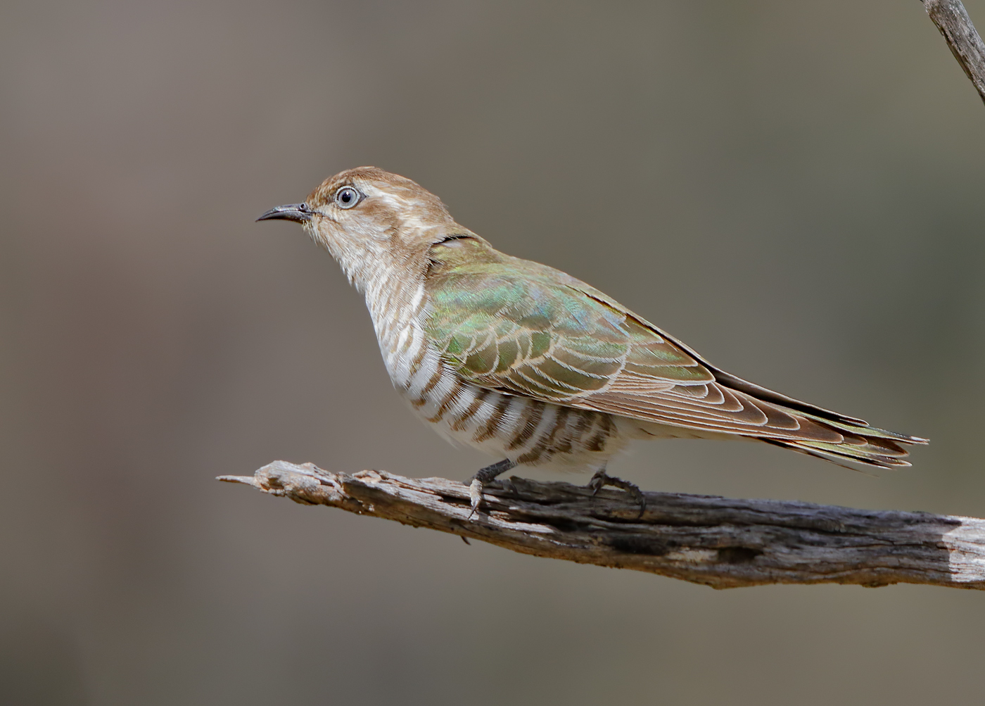 Horsfield's Bronze-Cuckoo (Image ID 27602)