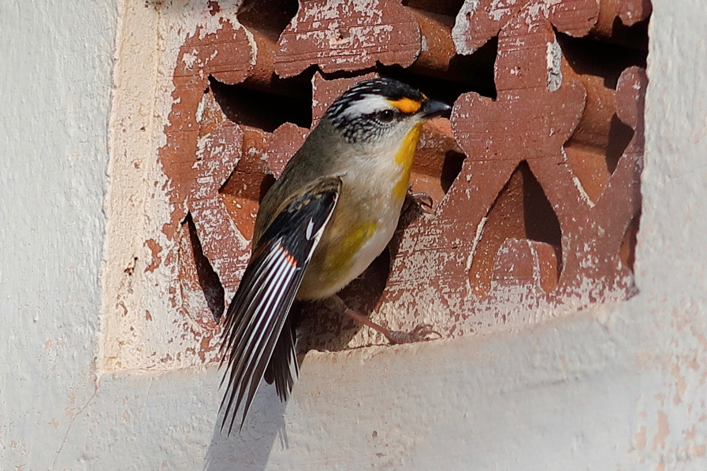 Striated Pardalote (Image ID 27235)