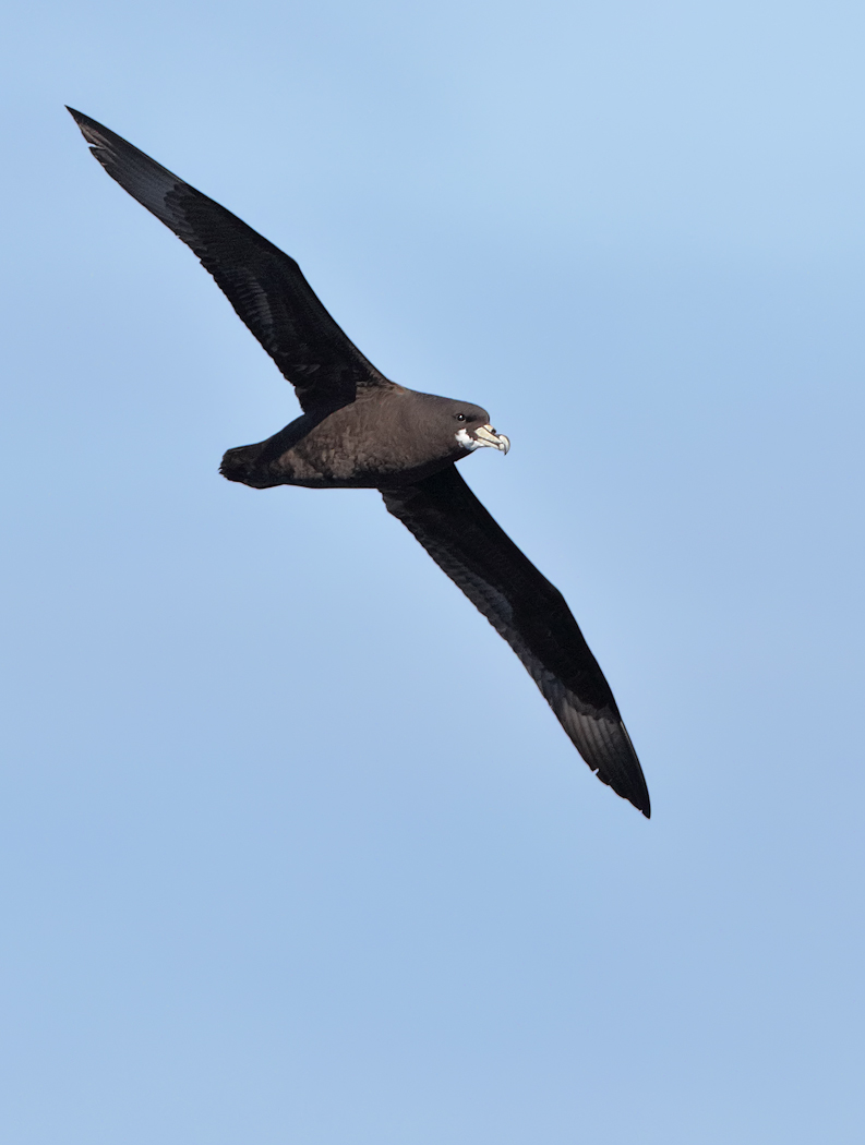 White-chinned Petrel (Image ID 27231)